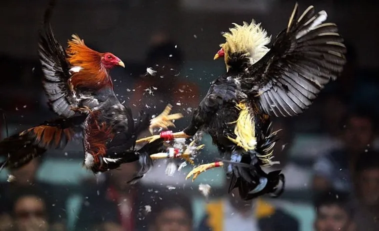 Bí Kíp Chơi Đá Gà Sabong Tại C54 Bất Bại Từ Cao Thủ Lão Làng 2 Bí Kíp Chơi Đá Gà Sabong Tại C54 Bất Bại Từ Cao Thủ Lão Làng