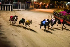 Bí Kíp Chơi Game Đua Chó Tại C54 Thắng Nhanh Gọn Lẹ Cho Tân Binh 1 Bí Kíp Chơi Game Đua Chó Tại C54 Thắng Nhanh Gọn Lẹ Cho Tân Binh