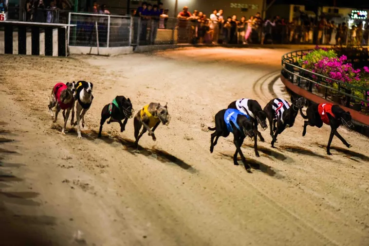 Bí Kíp Chơi Game Đua Chó Tại C54 Thắng Nhanh Gọn Lẹ Cho Tân Binh 1 Bí Kíp Chơi Game Đua Chó Tại C54 Thắng Nhanh Gọn Lẹ Cho Tân Binh