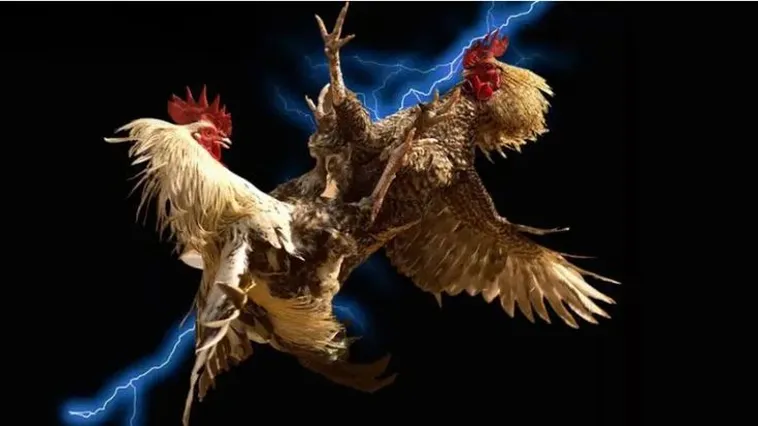 Khám Phá Sức Hút Của Sàn Đá Gà C54 Uy Tín Bậc Nhất